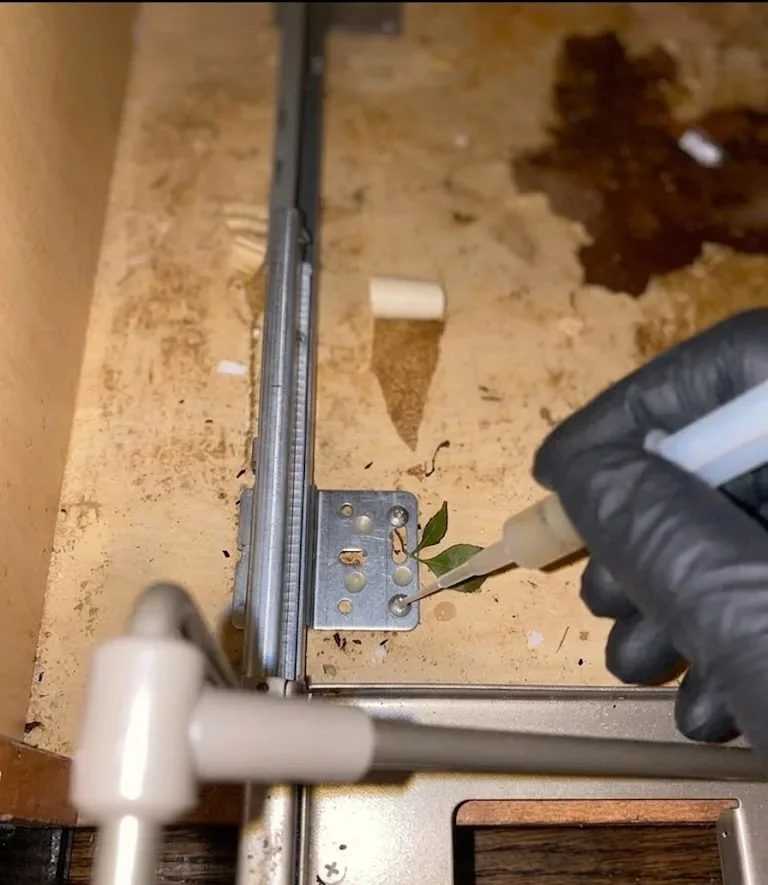 Wasp Nest Removal service in Mount Pleasant, SC