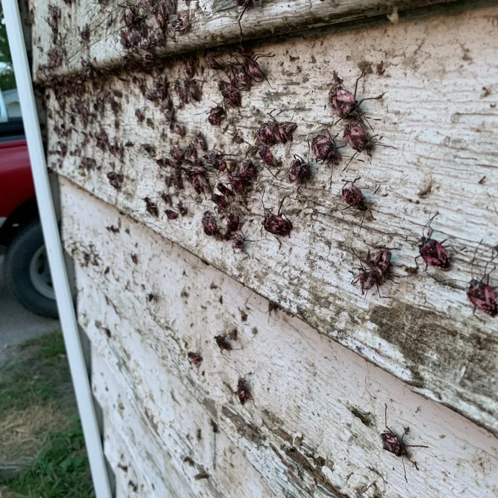 Offices pest control in Mount Pleasant, SC