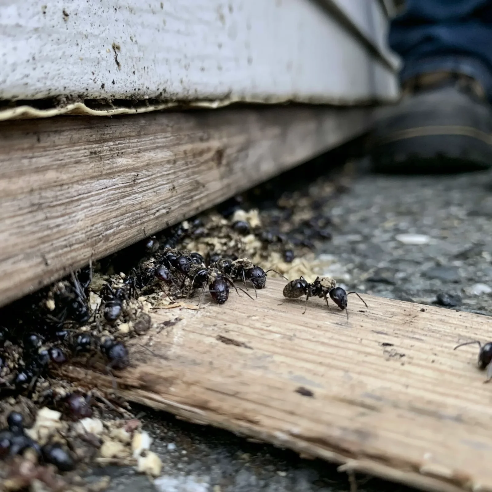 Property Management & Multi-Family pest control in Mount Pleasant, SC