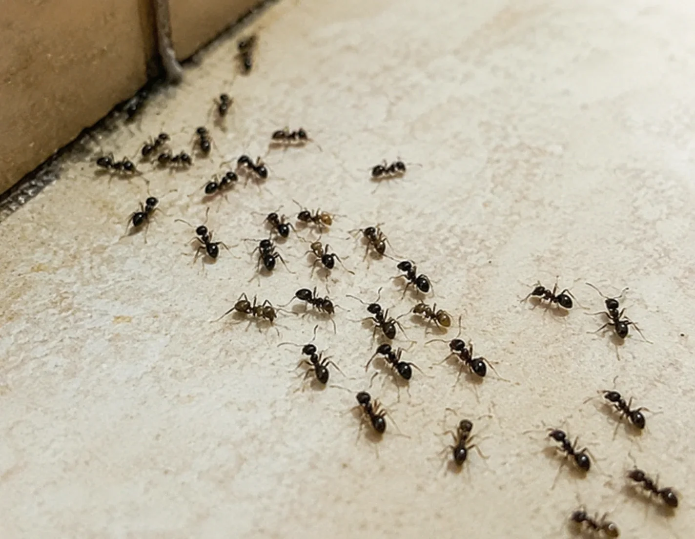 One-Time Pest Treatment service in Mount Pleasant, SC