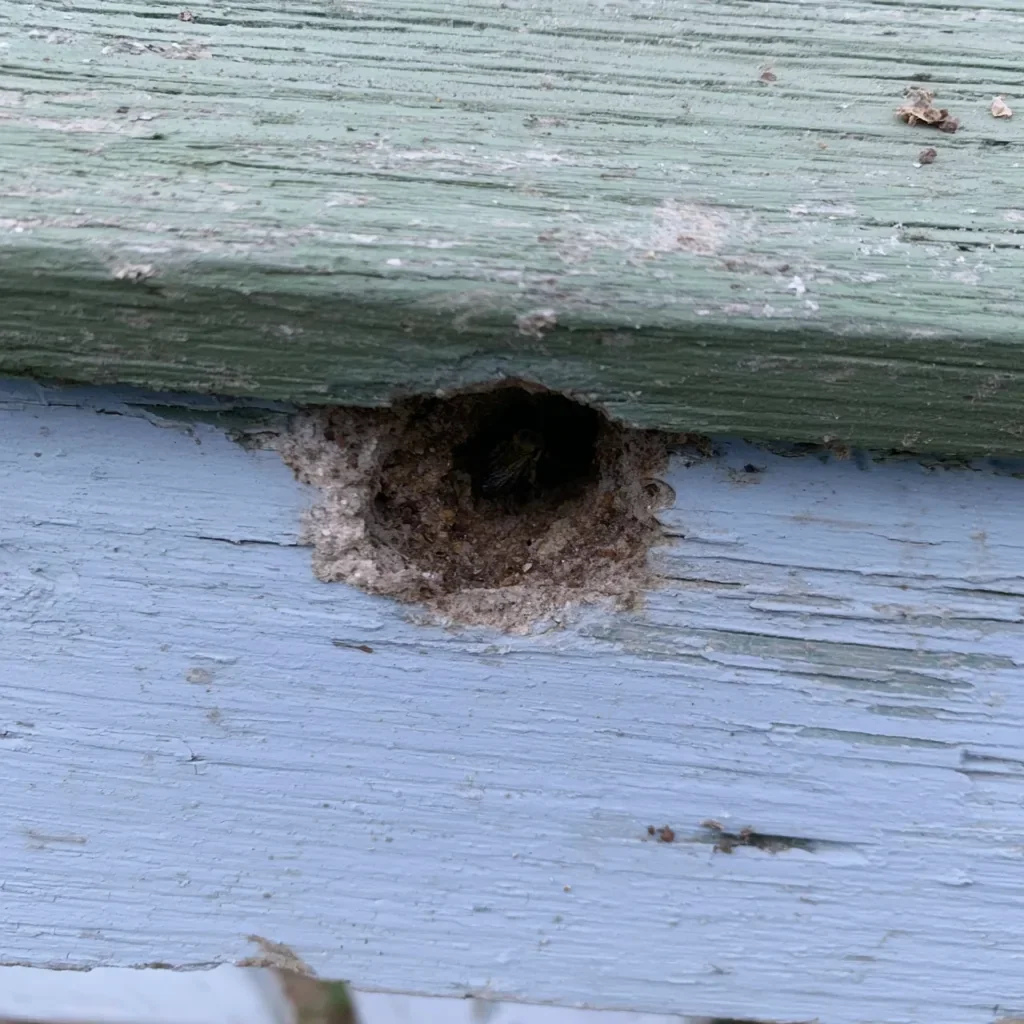 Pest Control Safety for Children and Pets in Mount Pleasant