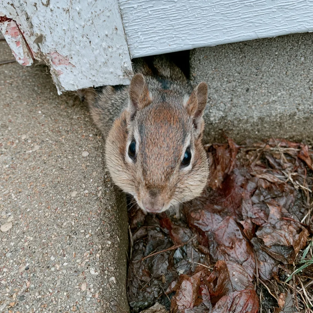 How to Check a Pest Control License in South Carolina